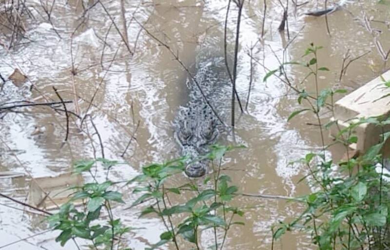 Ca sau 70 kg noi tren song anh 1