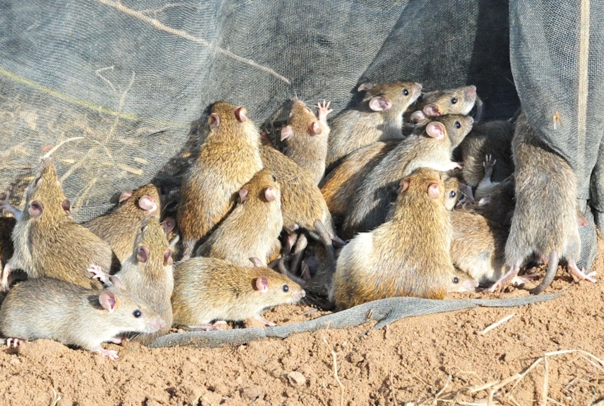 Can Tho chi hon 29 ty dong de diet chuot hinh anh