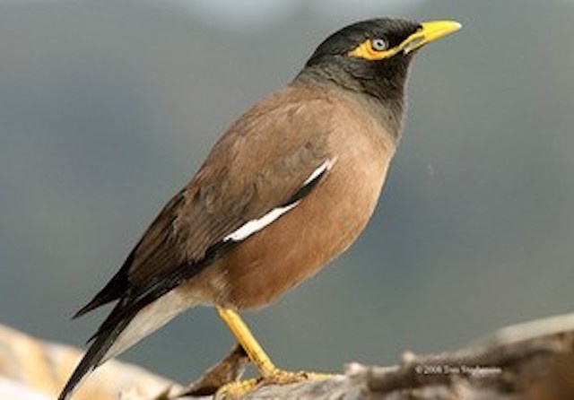 Ten trom dap chet chim sao biet noi vi so lo hinh anh