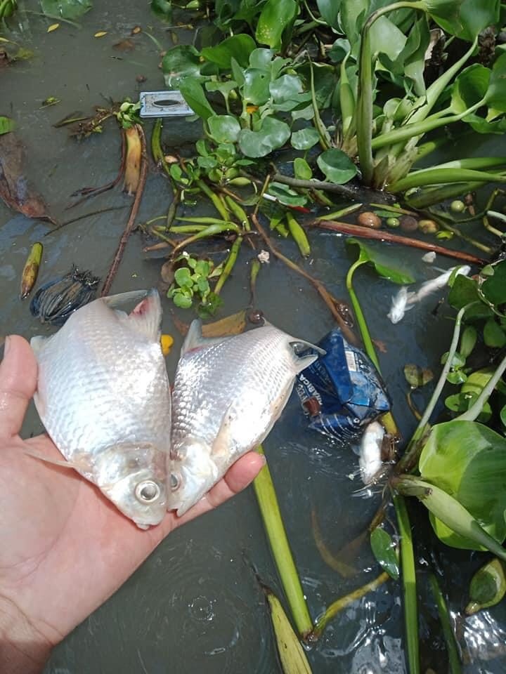 2 tan ca tu nhien chet noi tren song o Can Tho anh 1