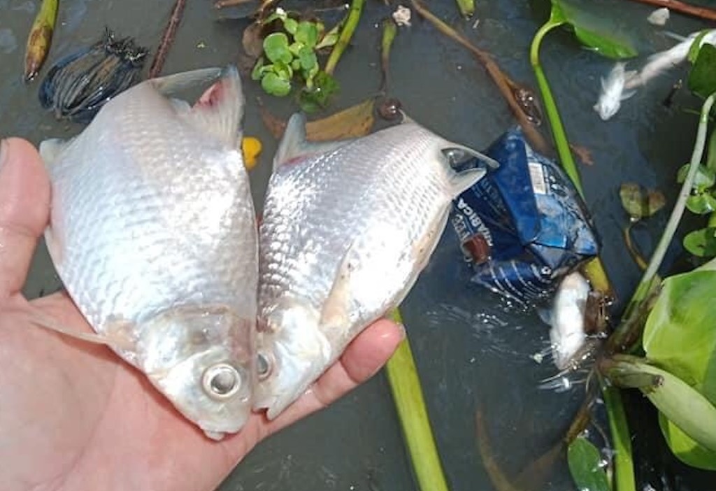 2 tan ca chet tren song o Can Tho hinh anh