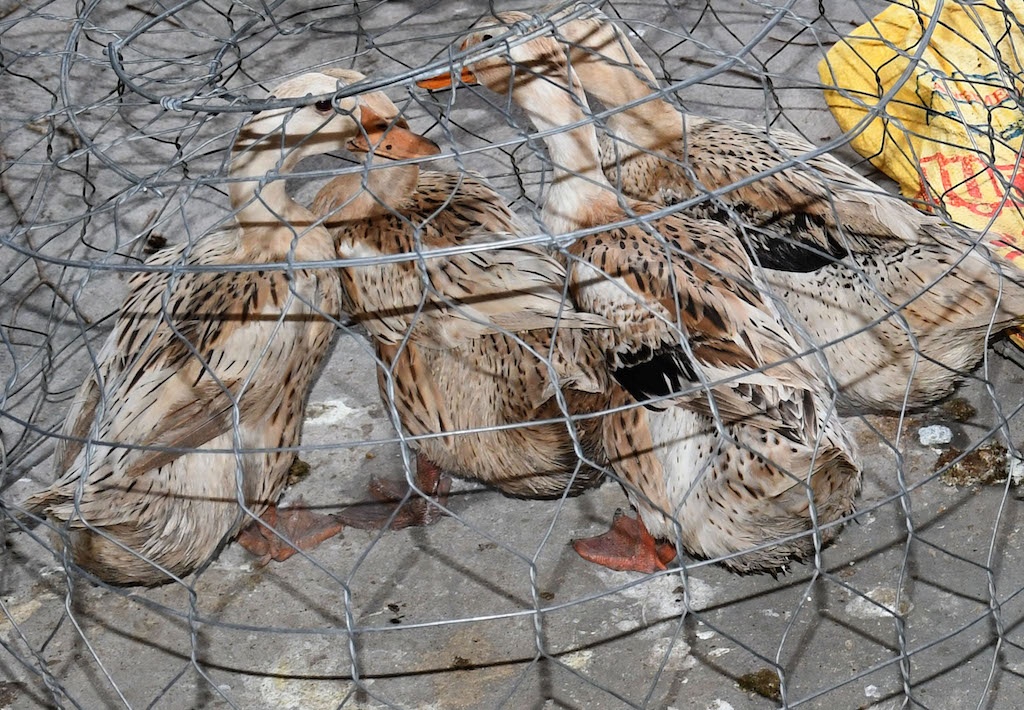 Cuop 18 con vit de an nhau trong ngay gian cach hinh anh