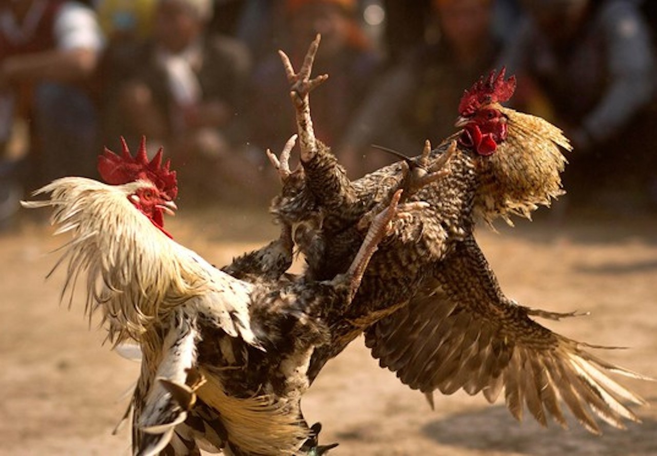 Canh sat vay bat soi ga o Ben Tre hinh anh