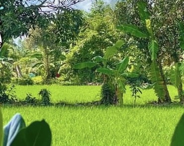 Giet nhan tinh roi treo co tu van anh 1