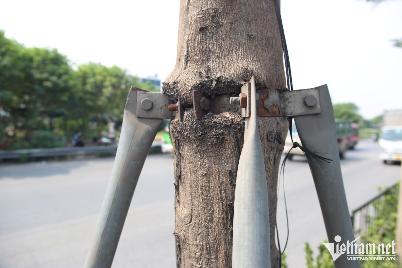 Ha Noi thao ‘vong kim co’ cho 600 cay xanh hinh anh