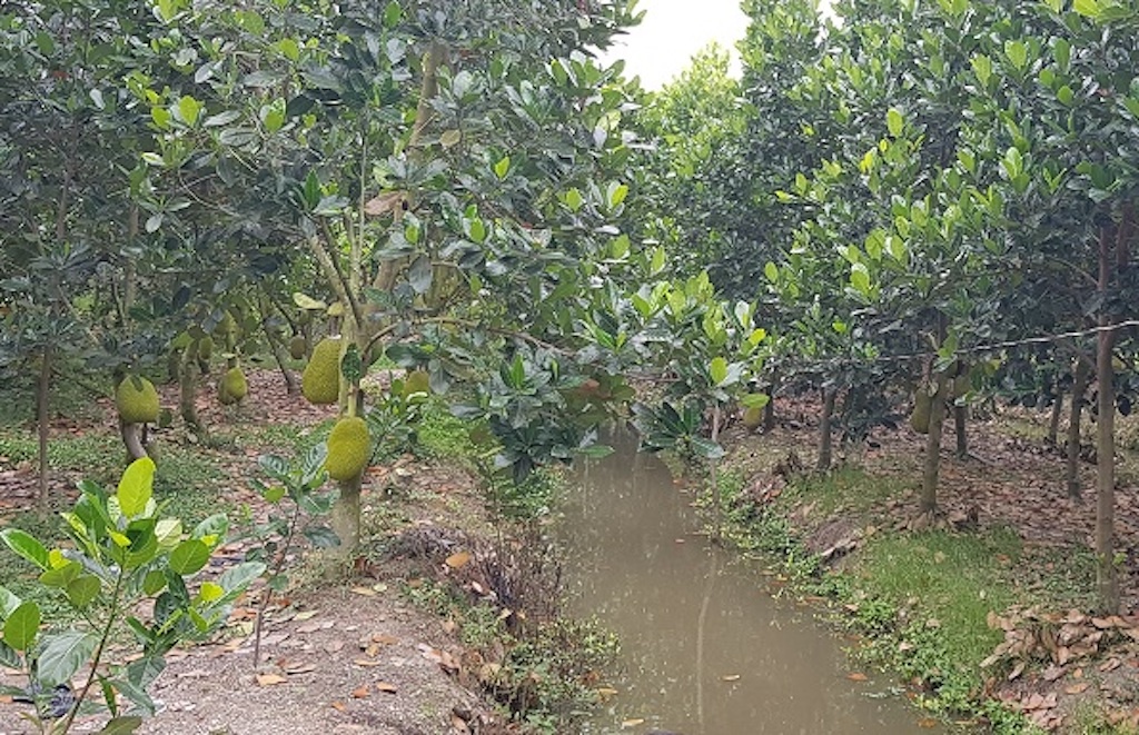 Be gai tu vong duoi muong nuoc o Tien Giang hinh anh