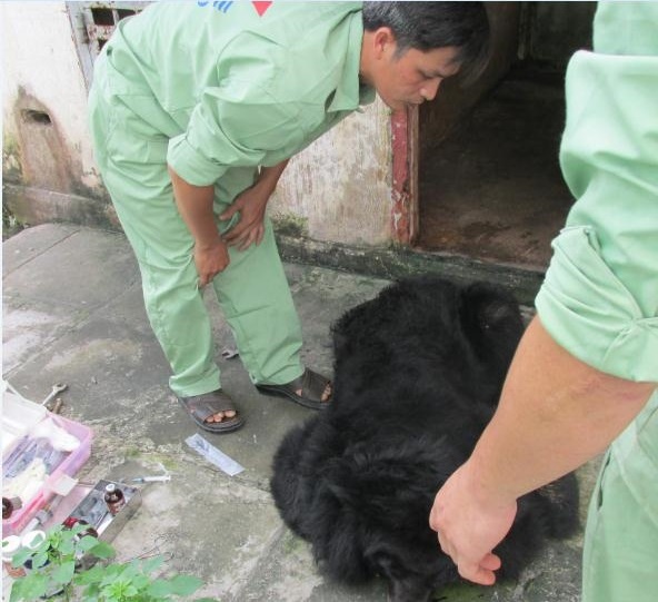 Nguoi dan giao 3 con gau ngua quy hiem cho khu du lich hinh anh