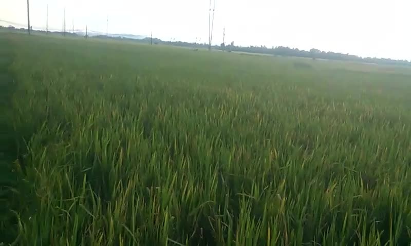 Tim thay thi the 2 be trai om nhau o ruong lua sau mot ngay mat tich hinh anh
