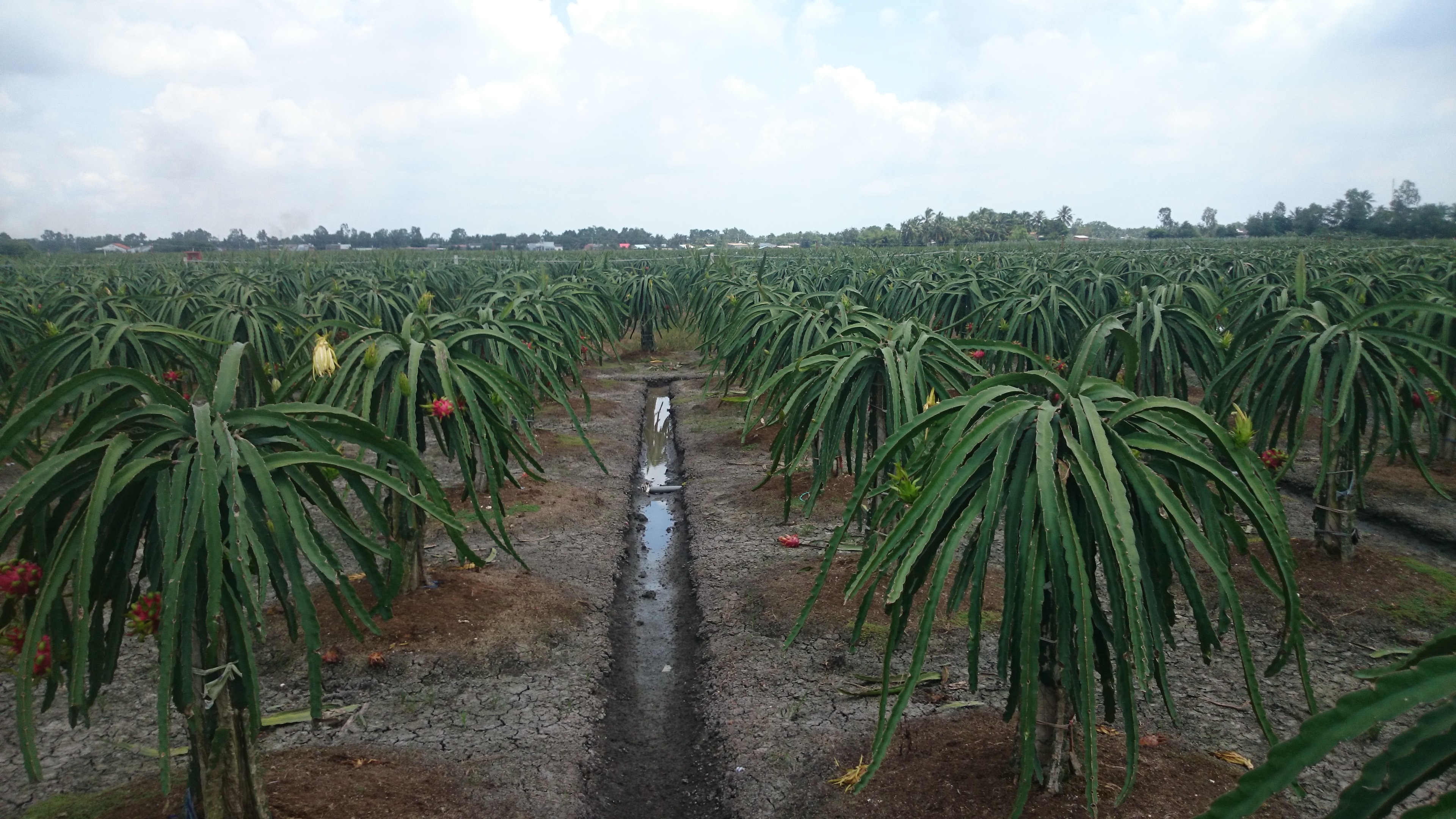 Nhat duoc tien anh 1