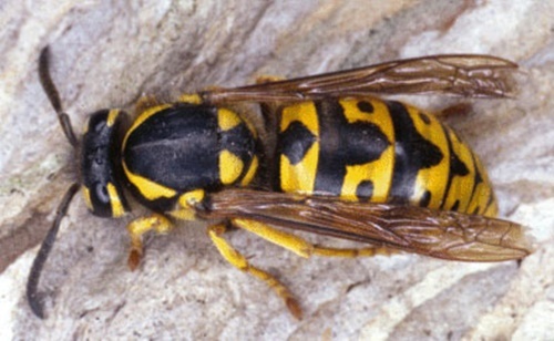 Suyt chet vi to ong vo ve lam to trong thung bia hinh anh