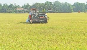 anh em chém nhau vì tranh giành đất ảnh 1 anh em chem nhau vi tranh gianh dat anh 1