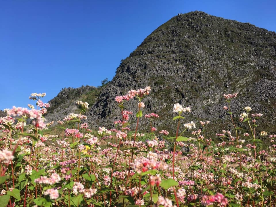 Hoa tam giac mach anh 1