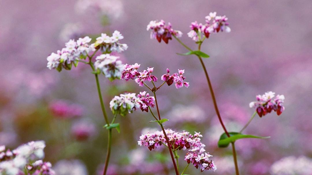 Le hoi tam giac mach anh 2