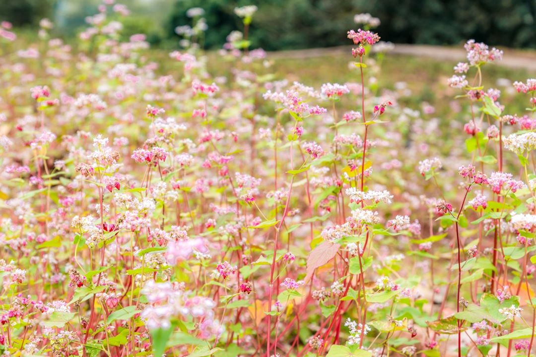 Le hoi tam giac mach anh 3