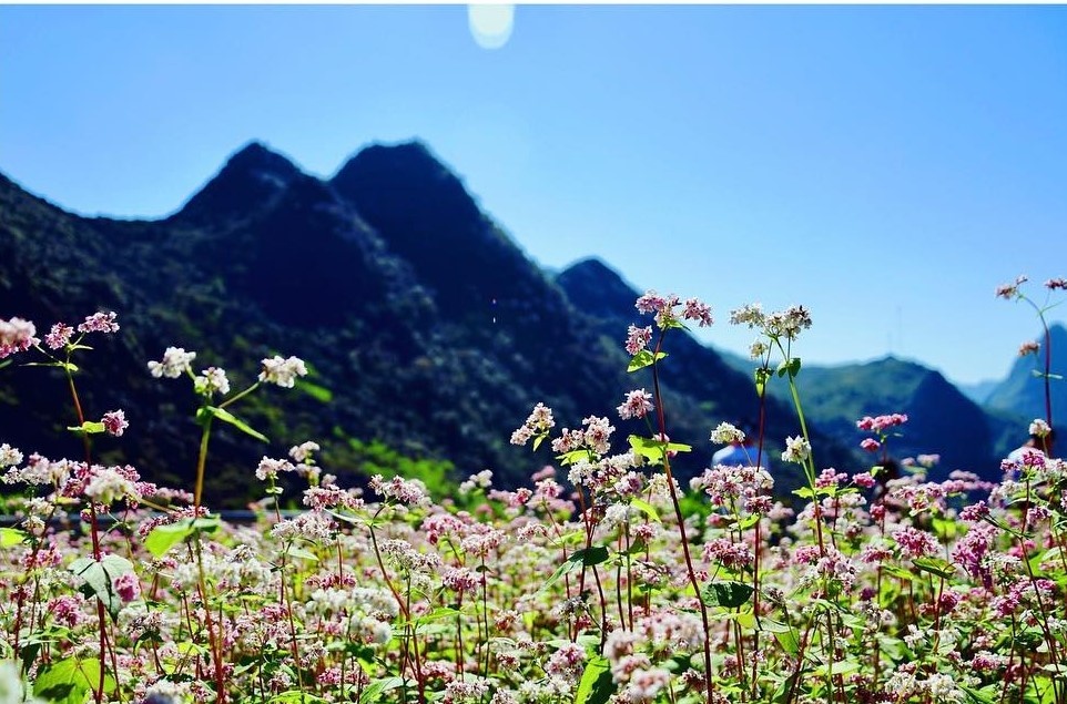 Le hoi tam giac mach anh 6