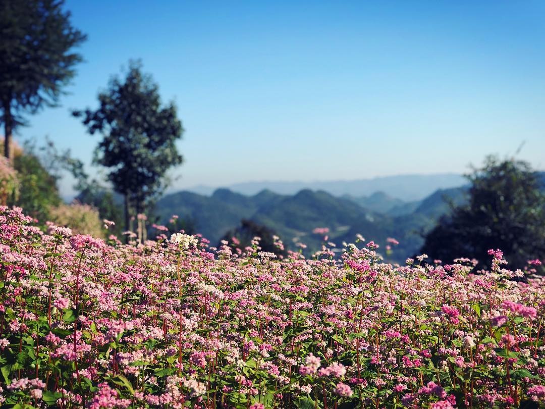 Le hoi tam giac mach anh 8