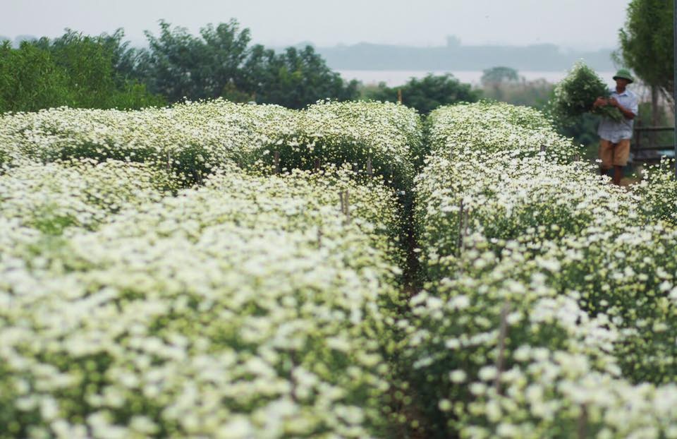 Hoa cuc hoa mi anh 9