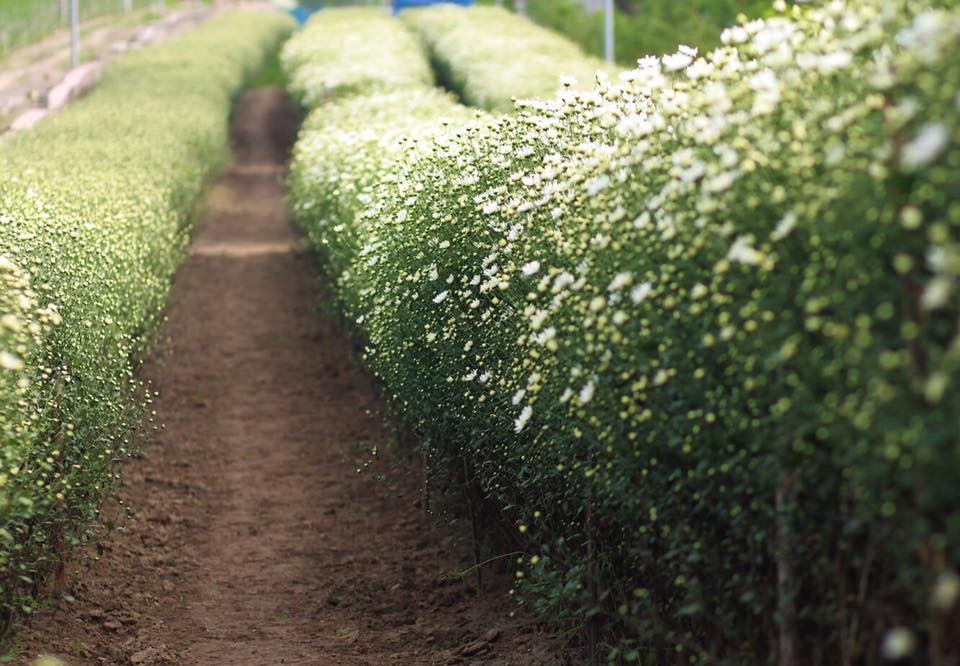 Hoa cuc hoa mi anh 10