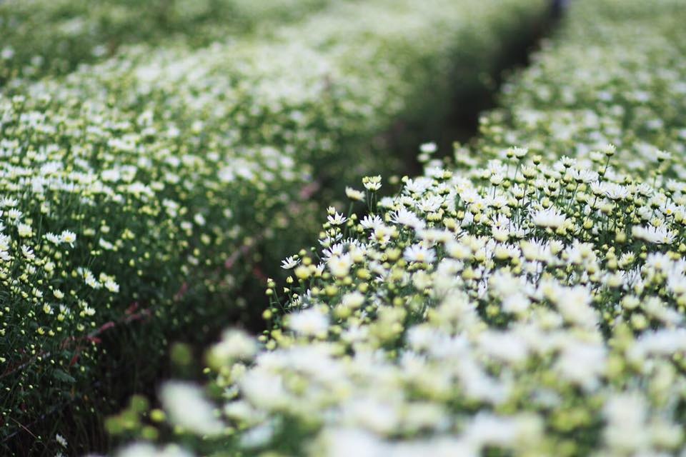 Hoa cuc hoa mi anh 11