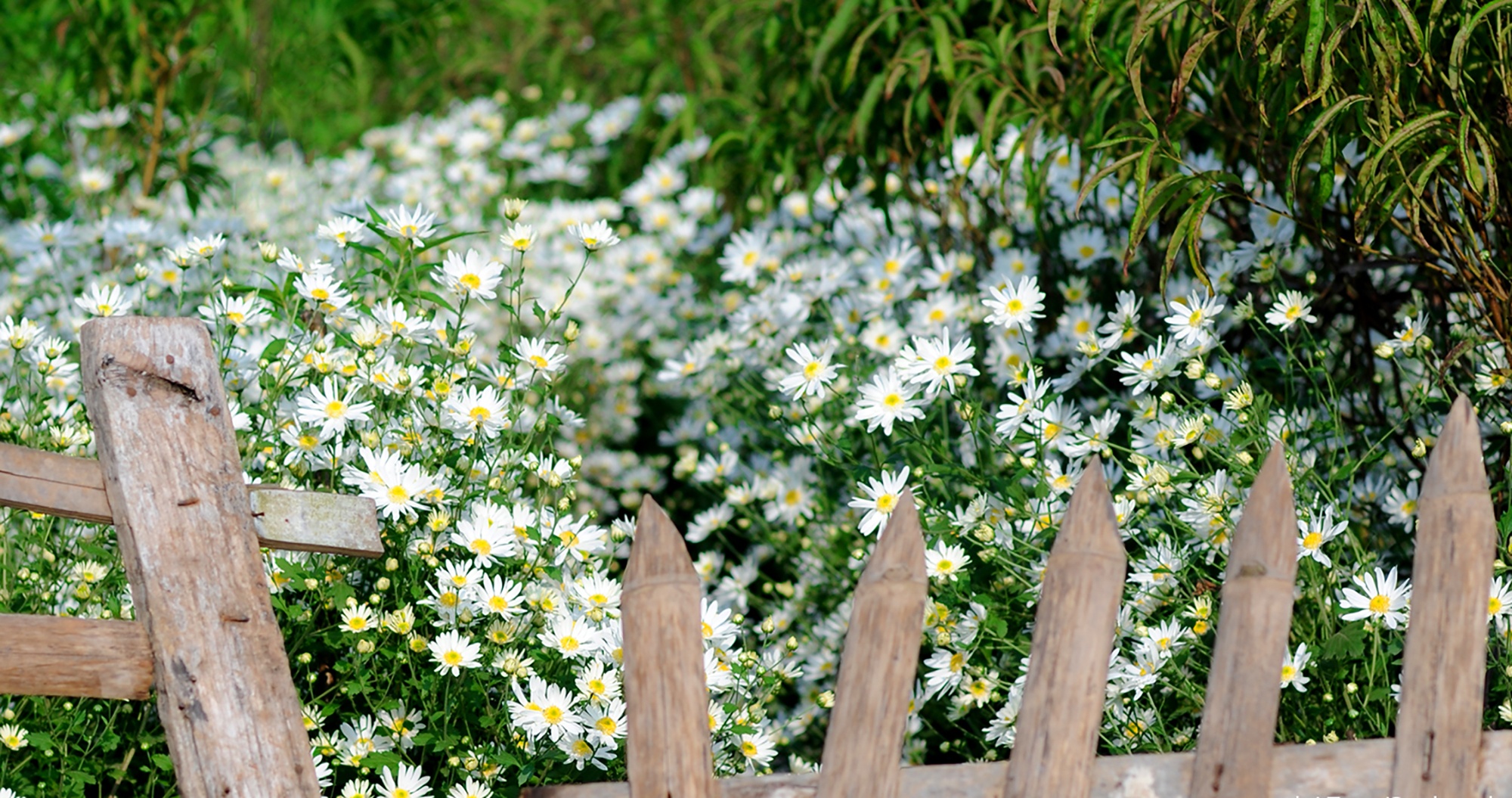 Hoa cuc hoa mi anh 13