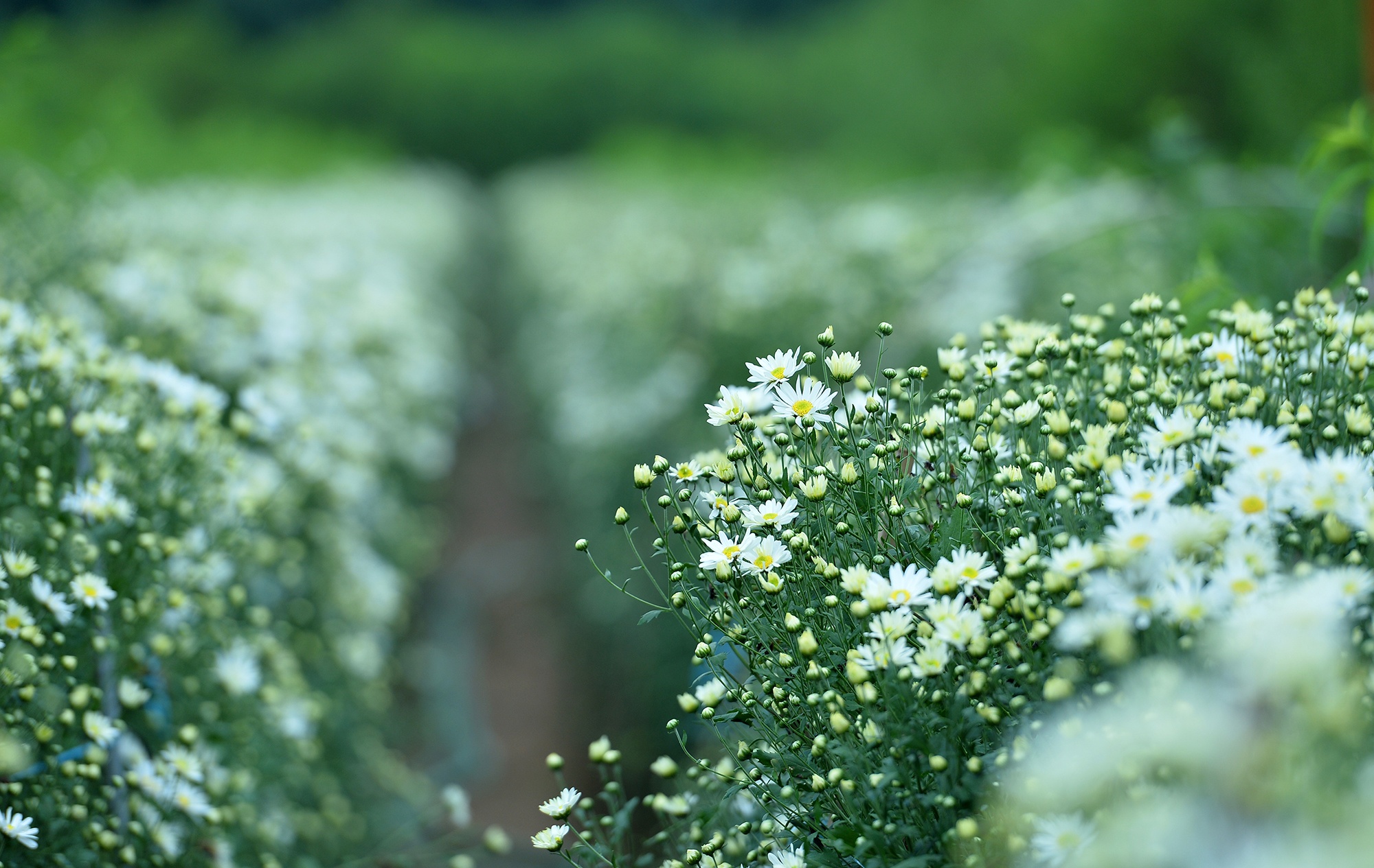 Hoa cuc hoa mi anh 16