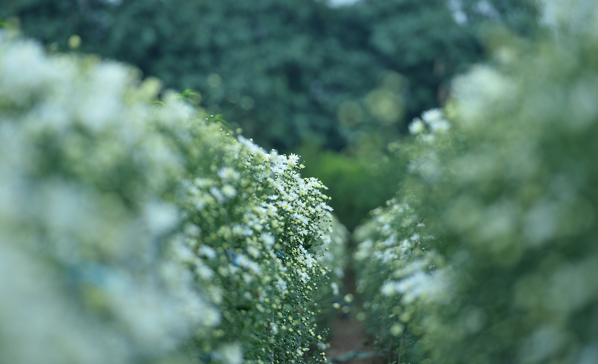 Hoa cuc hoa mi anh 18