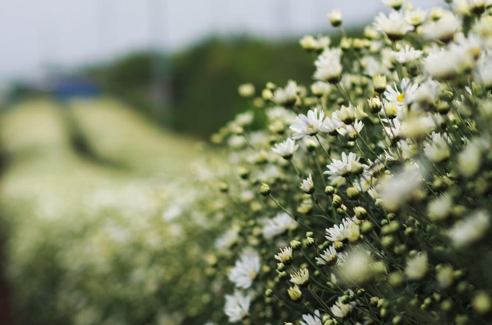 Hoa cuc hoa mi anh 3