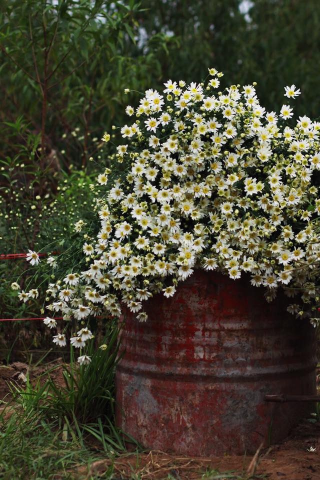 Hoa cuc hoa mi anh 4