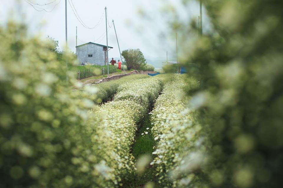 Hoa cuc hoa mi anh 5