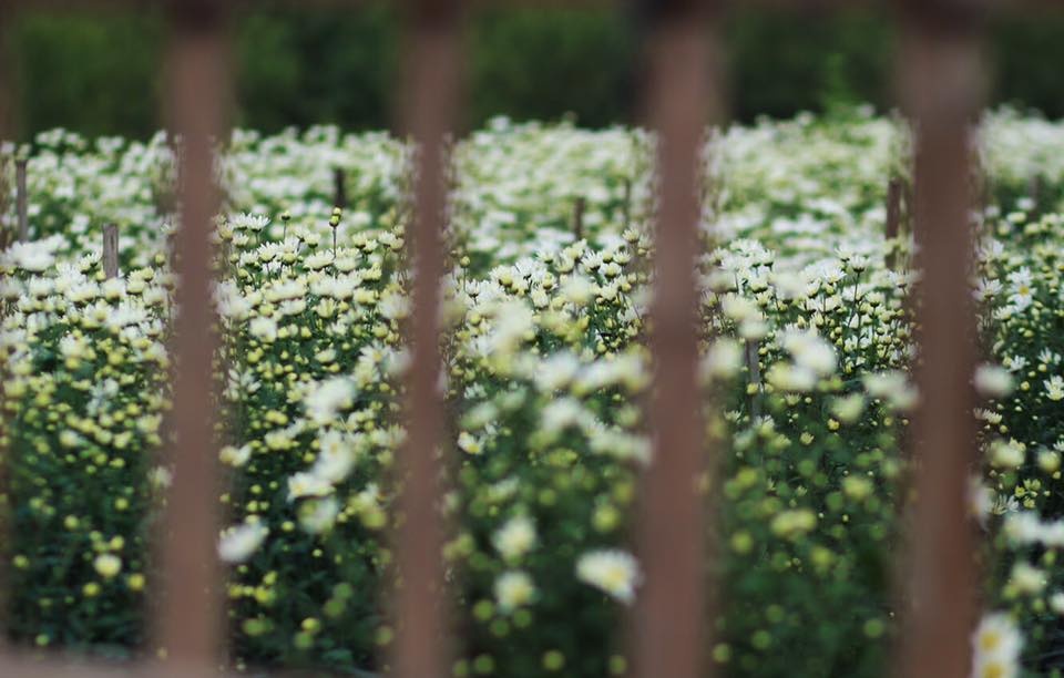 Hoa cuc hoa mi anh 7