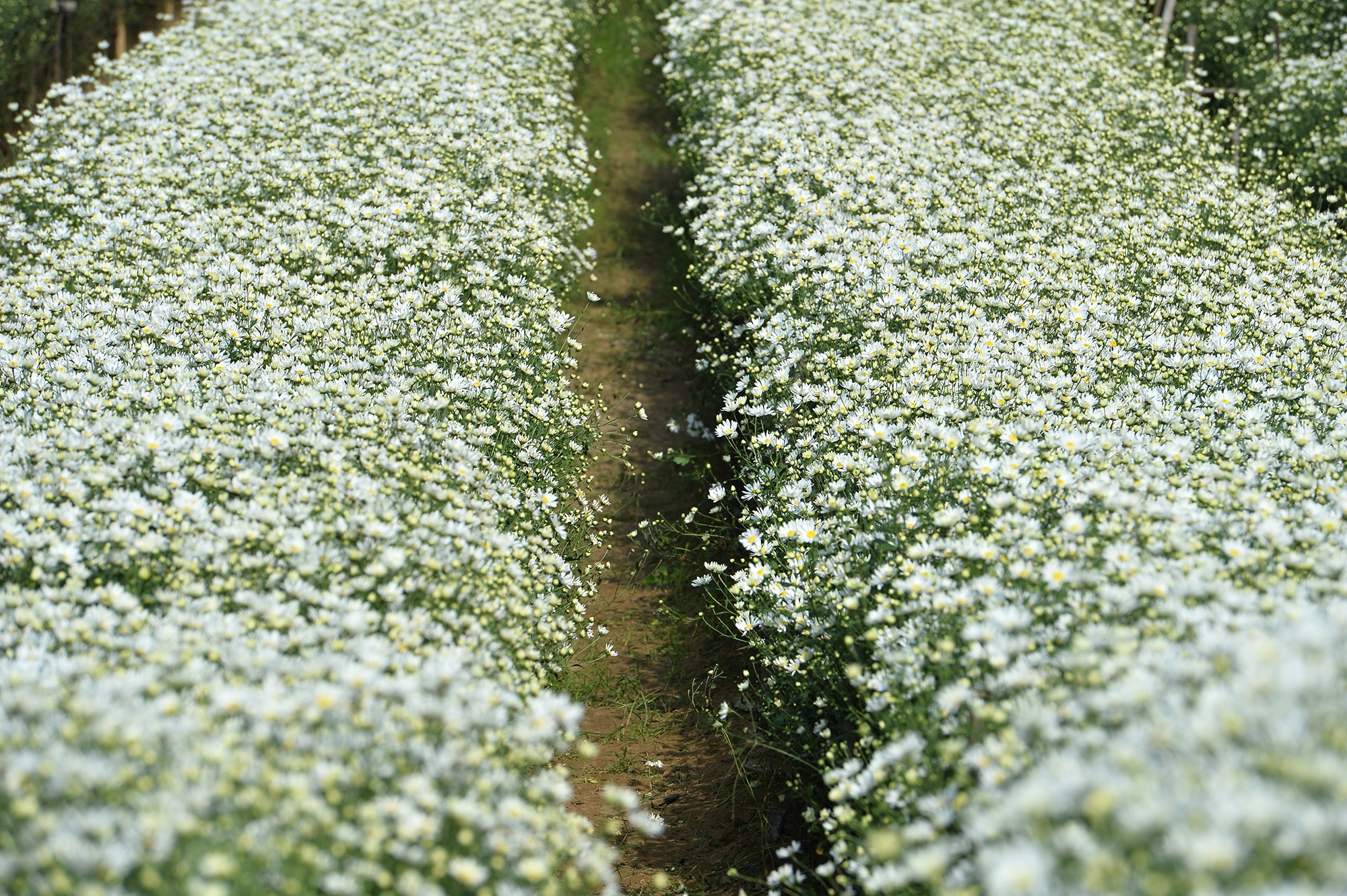 Hoa cuc hoa mi anh 8