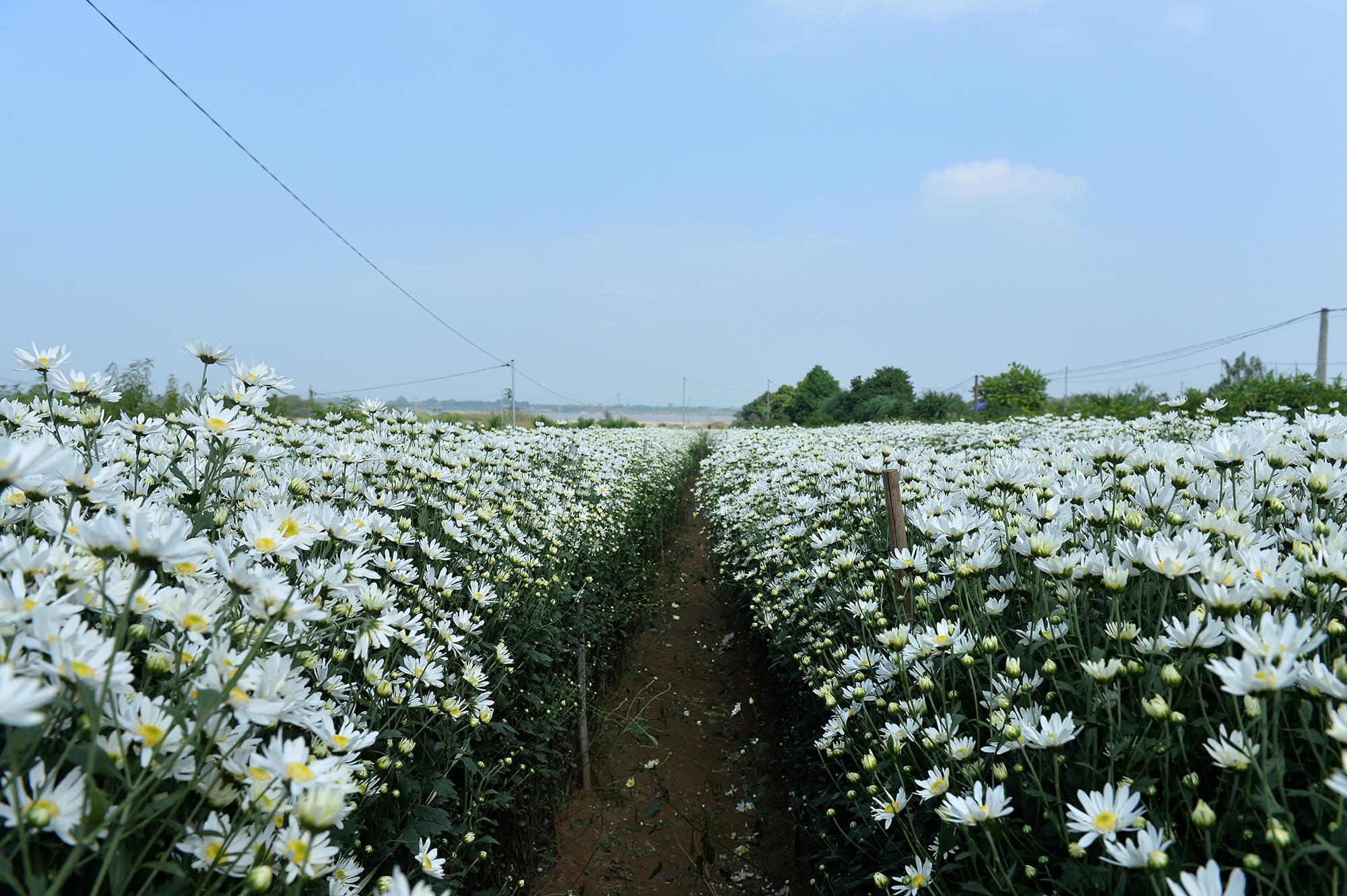 Hoa cuc hoa mi anh 29