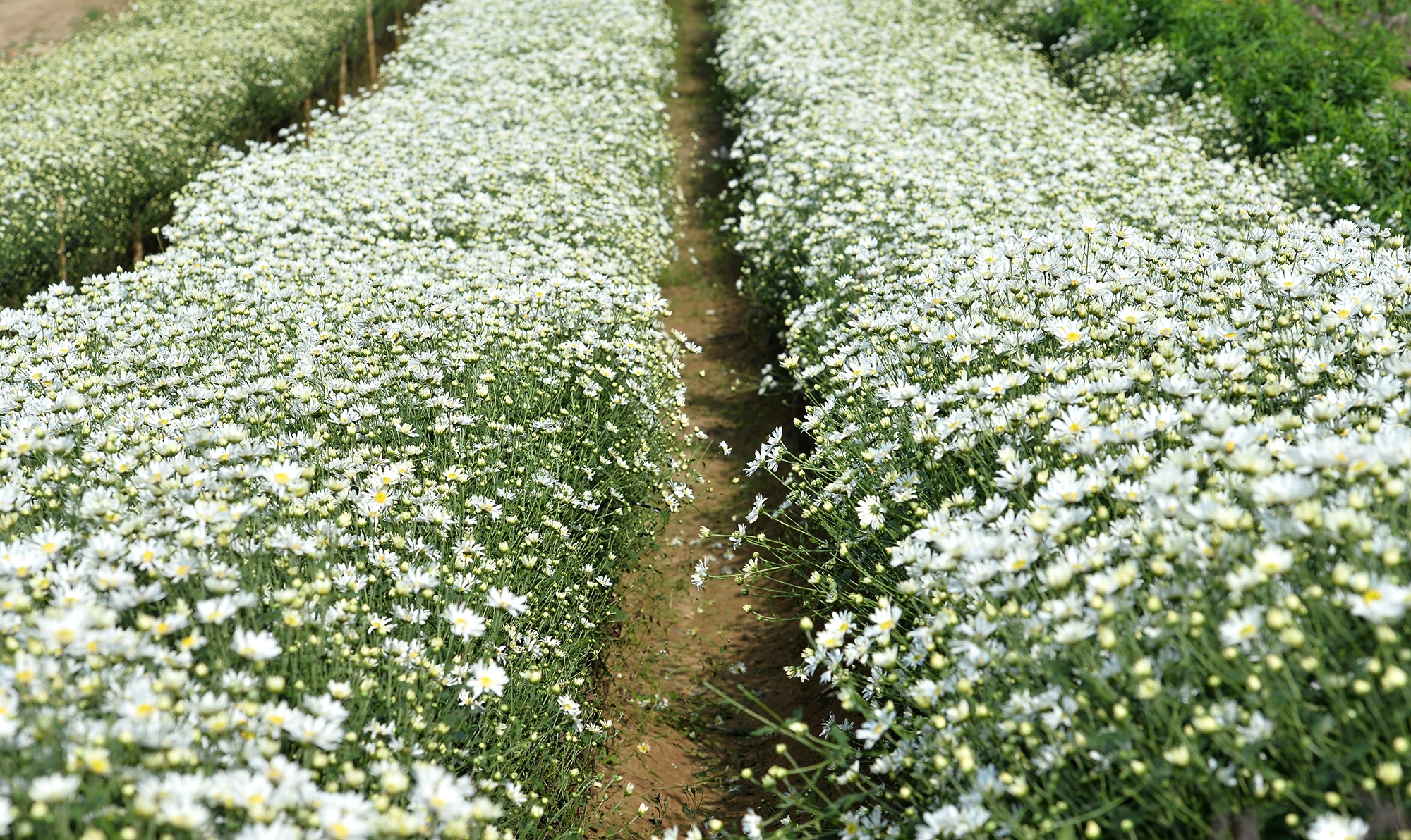 Hoa cuc hoa mi anh 32