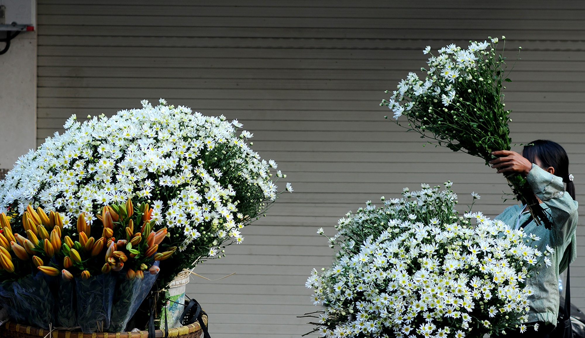 Hoa cuc hoa mi anh 33