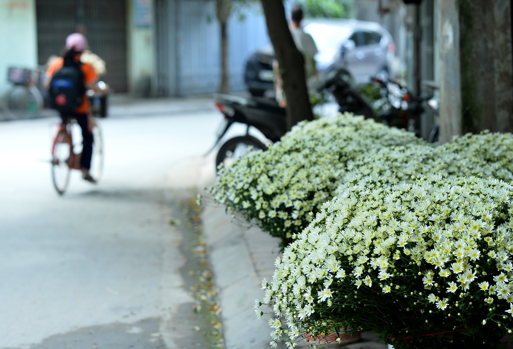 Hoa cuc hoa mi anh 37