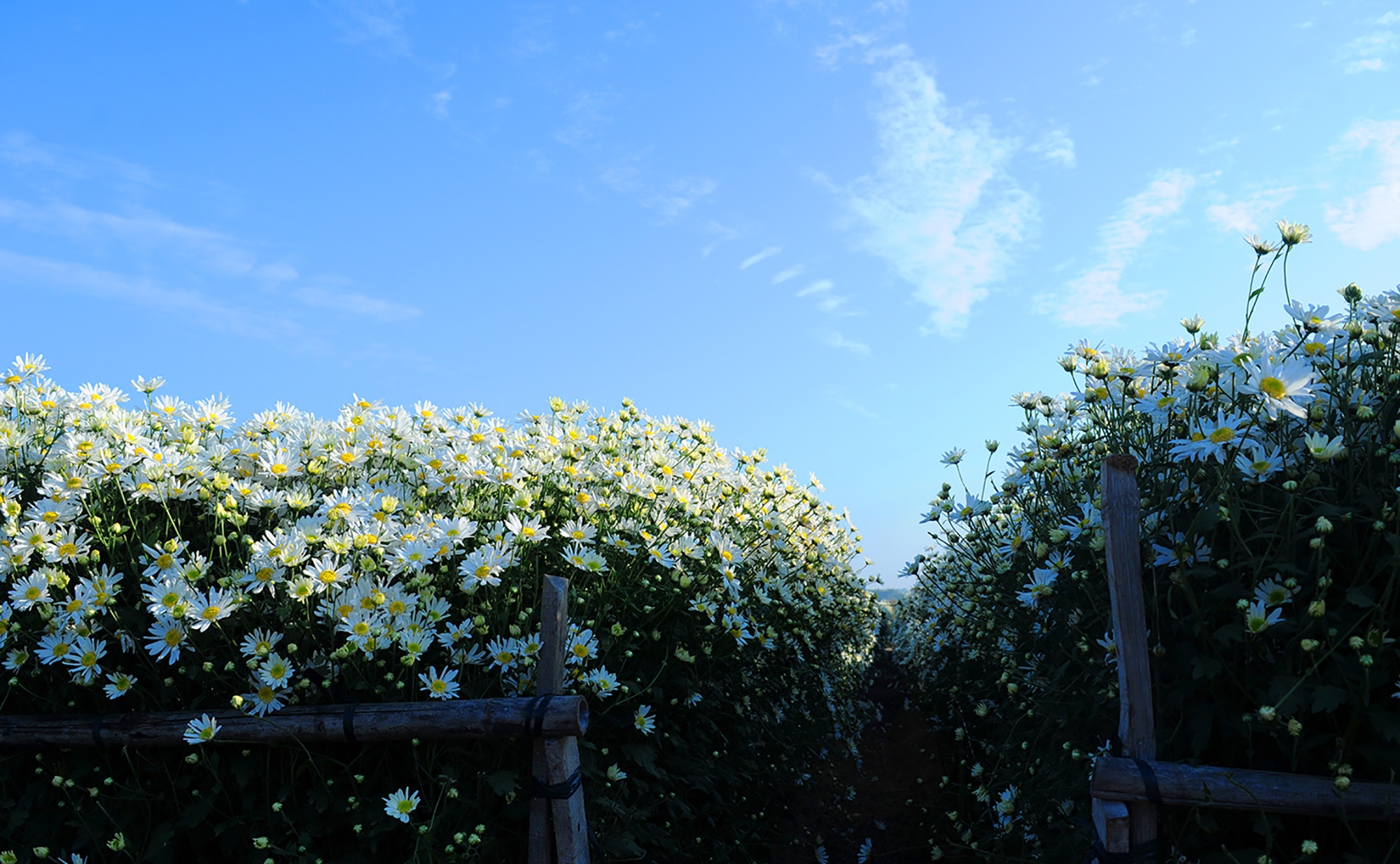 Hoa cuc hoa mi anh 40