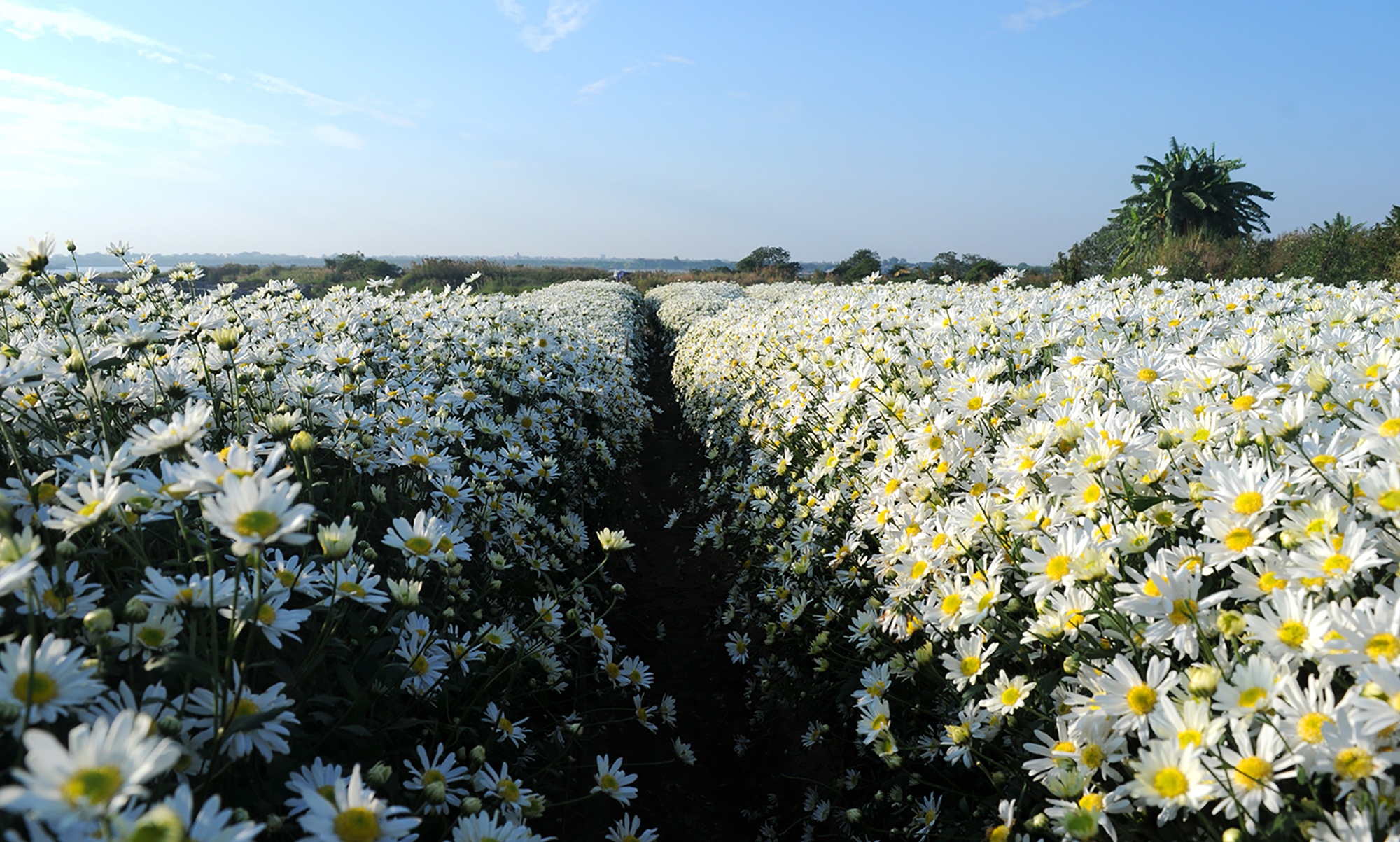 Hoa cuc hoa mi anh 42