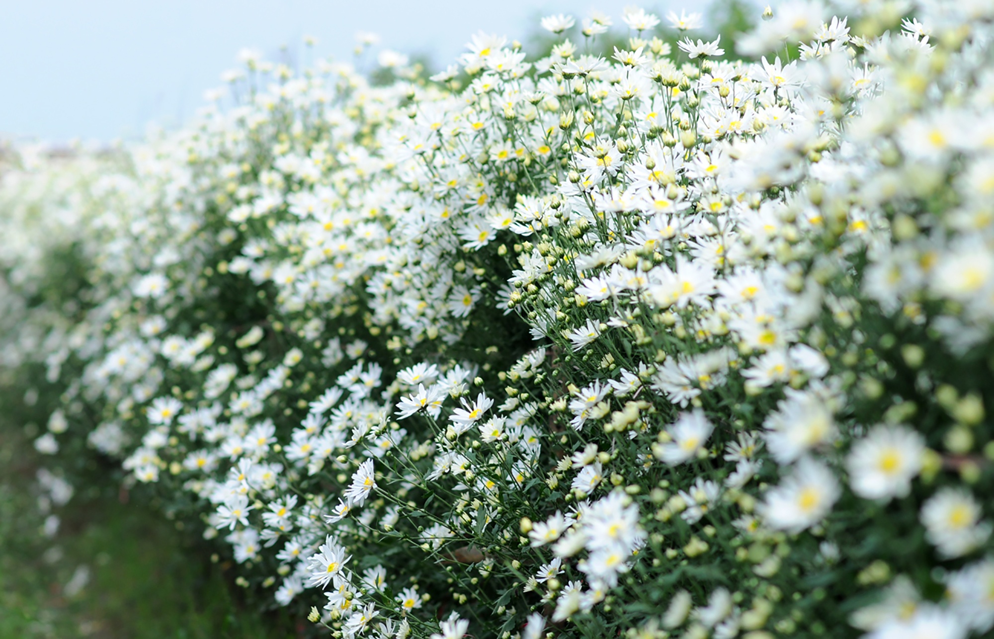 Hoa cuc hoa mi anh 44