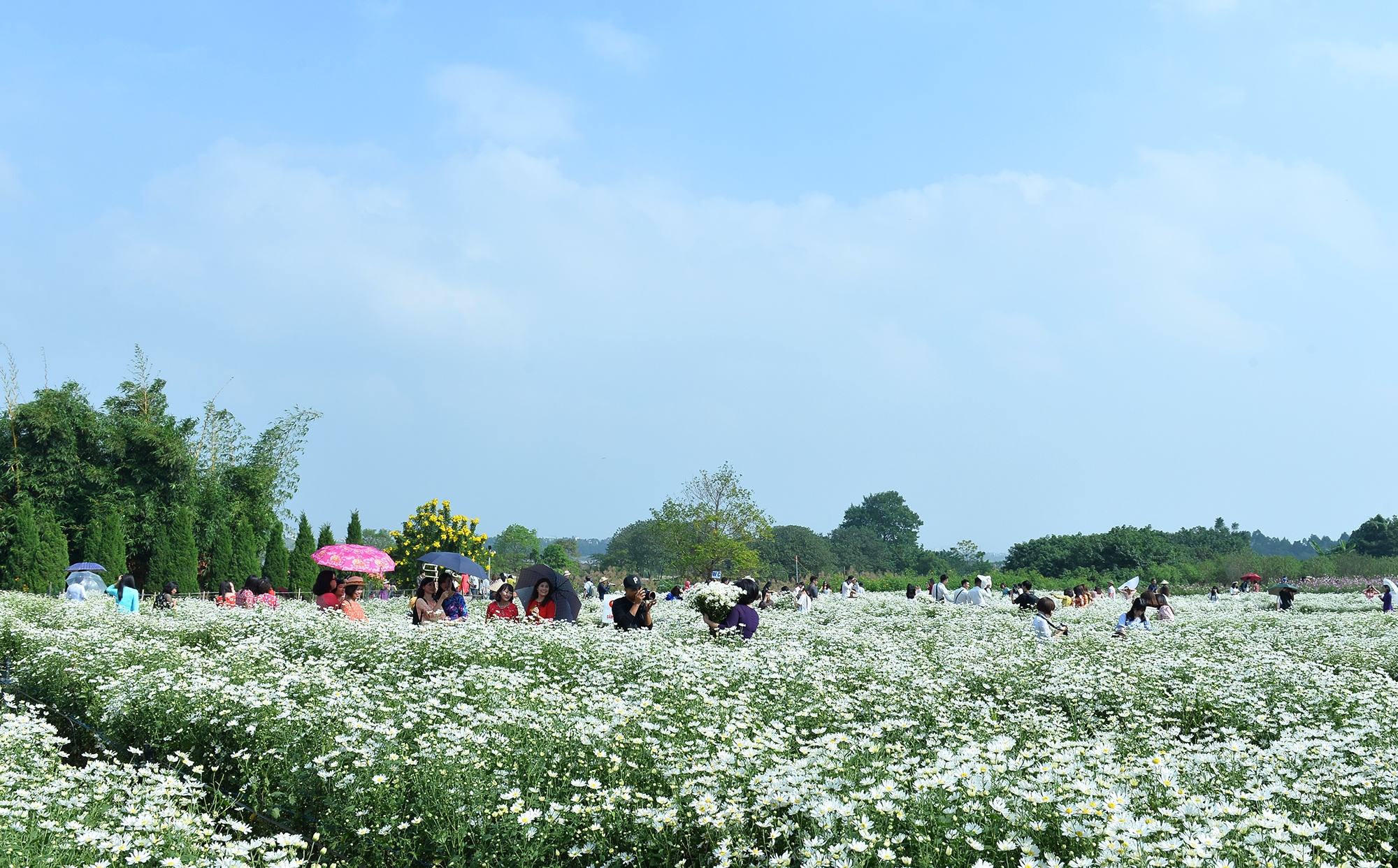 Hoa cuc hoa mi anh 45