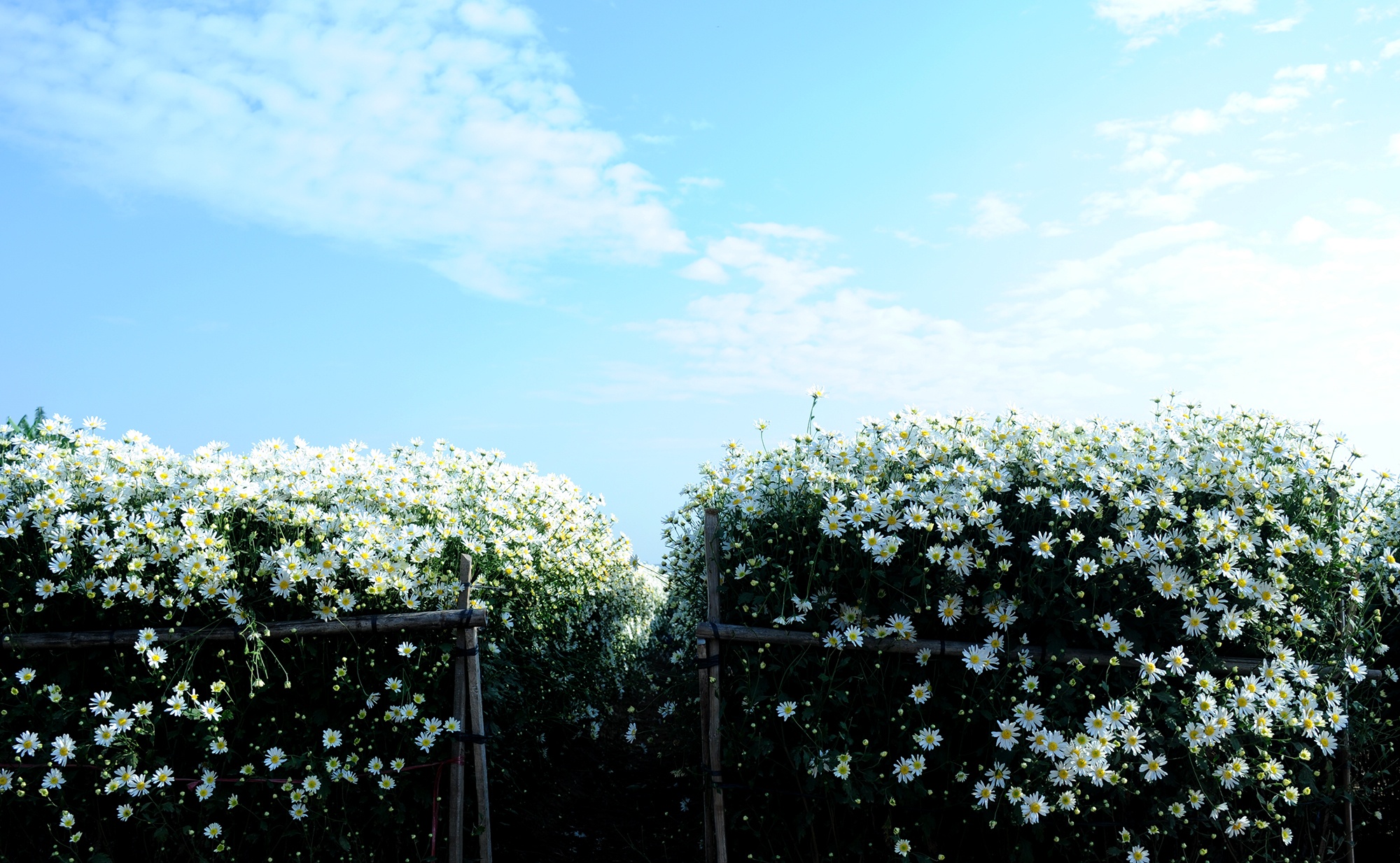 Hoa cuc hoa mi anh 23