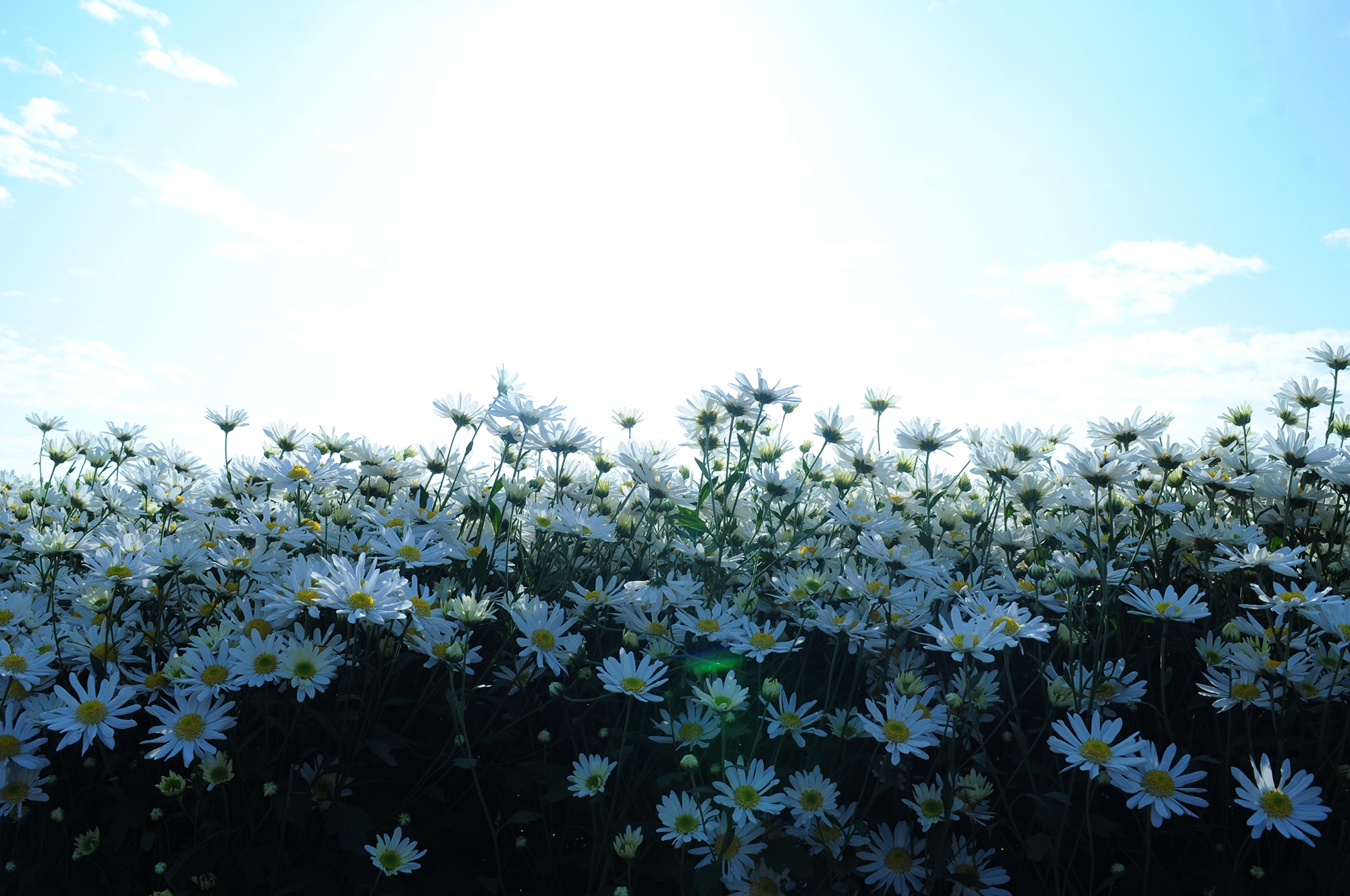 Hoa cuc hoa mi anh 24