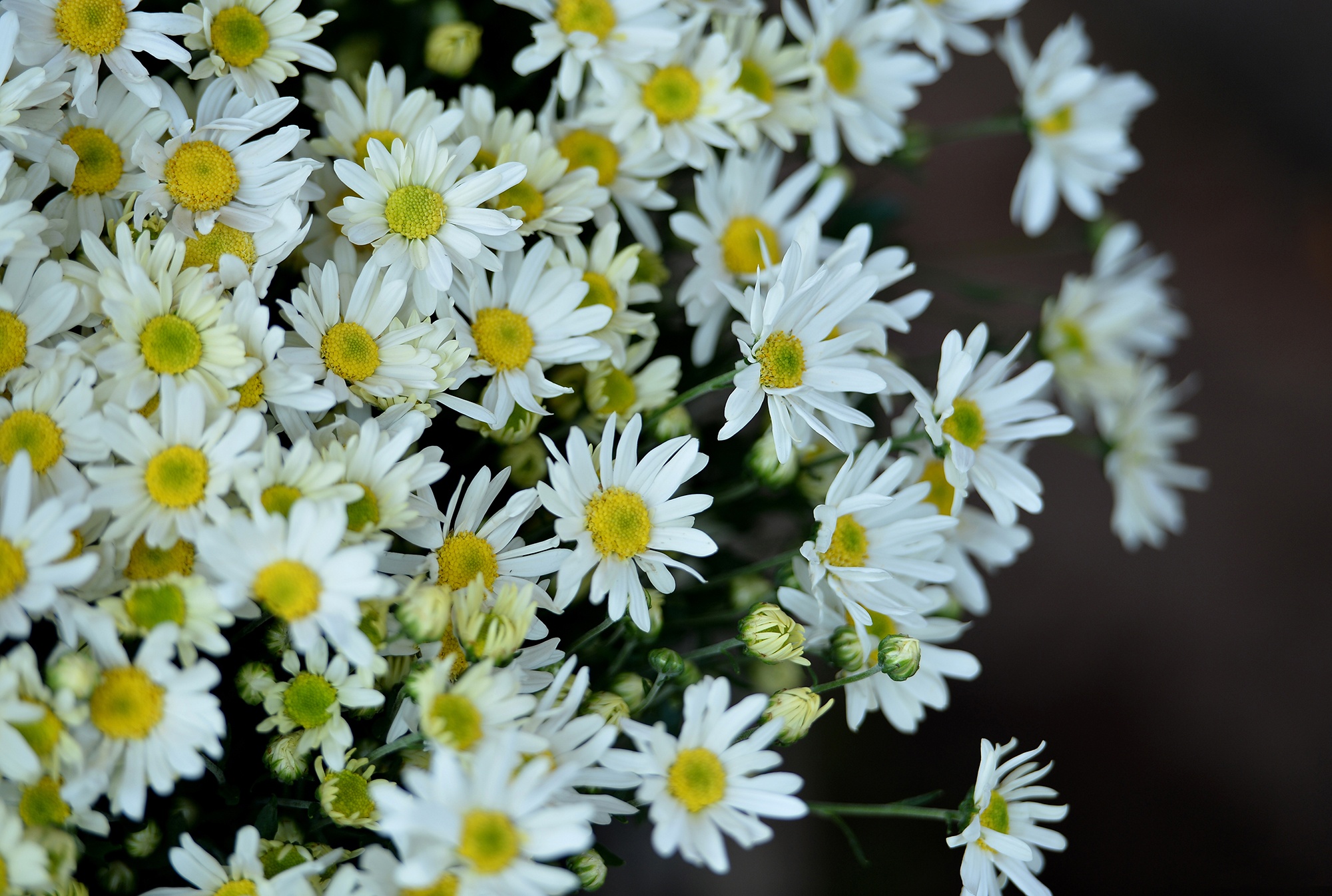 Hoa cuc hoa mi anh 26