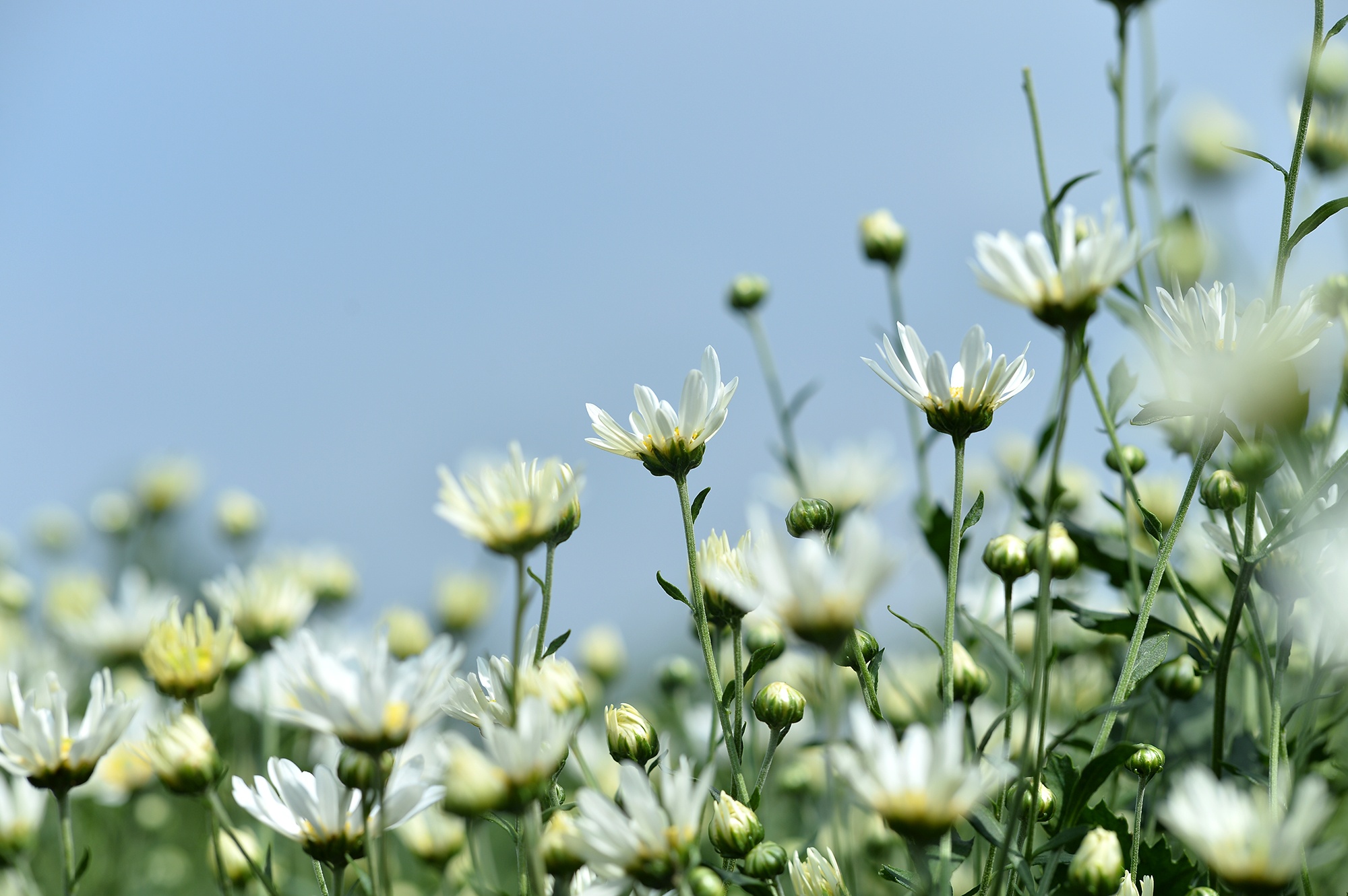 Hoa cuc hoa mi anh 27