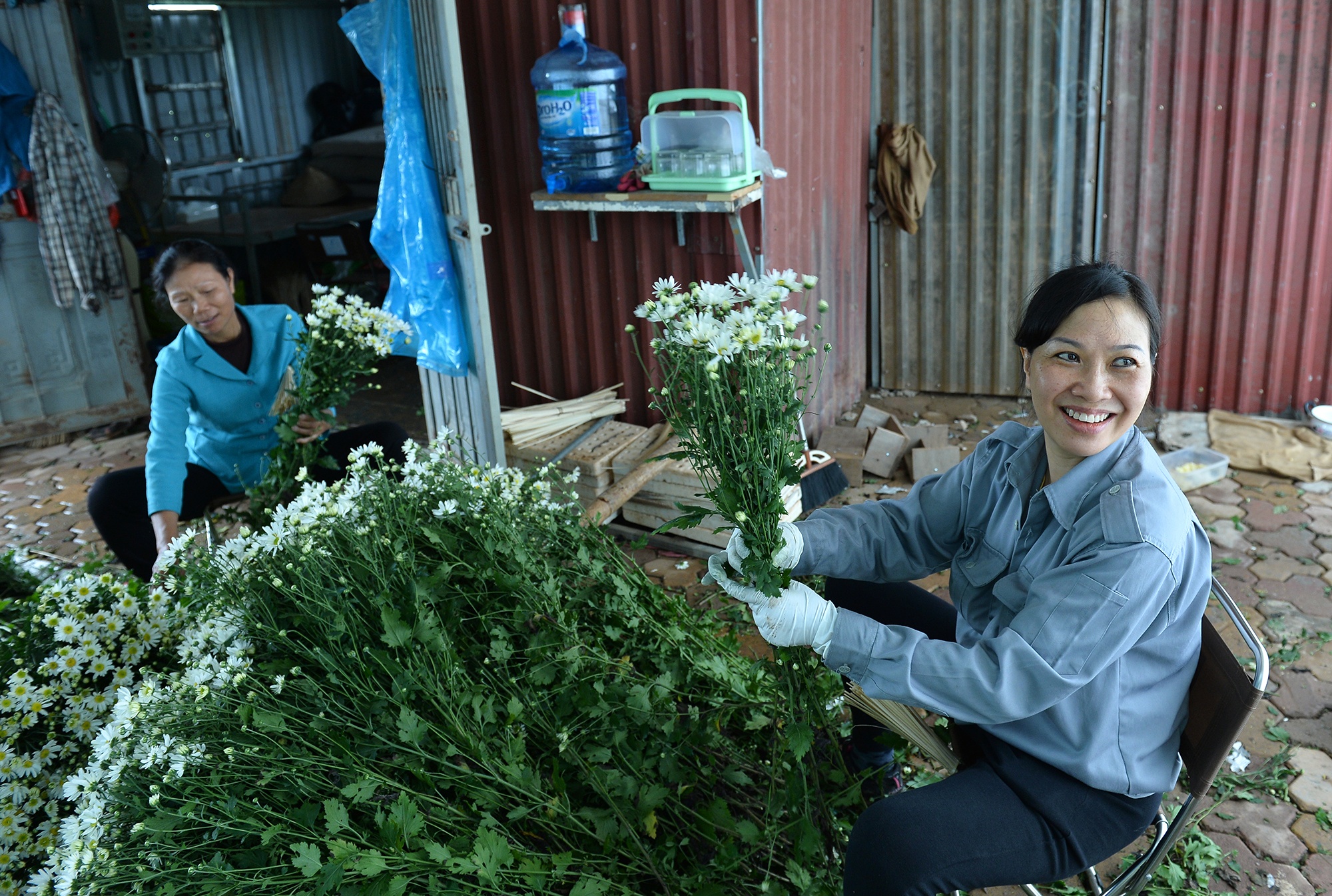 Hoa cuc hoa mi anh 55