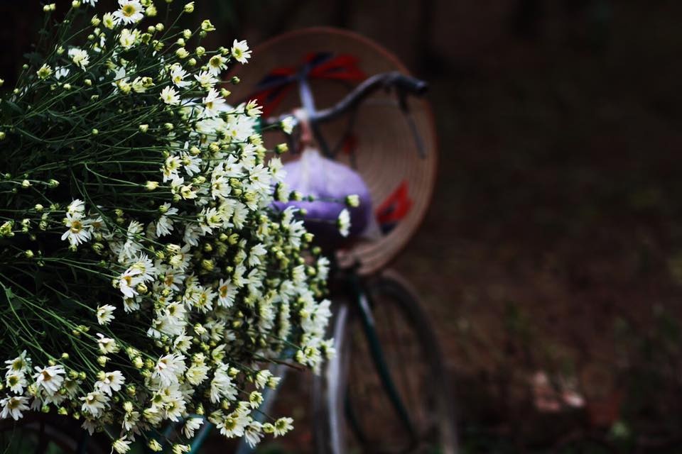 Hoa cuc hoa mi anh 59