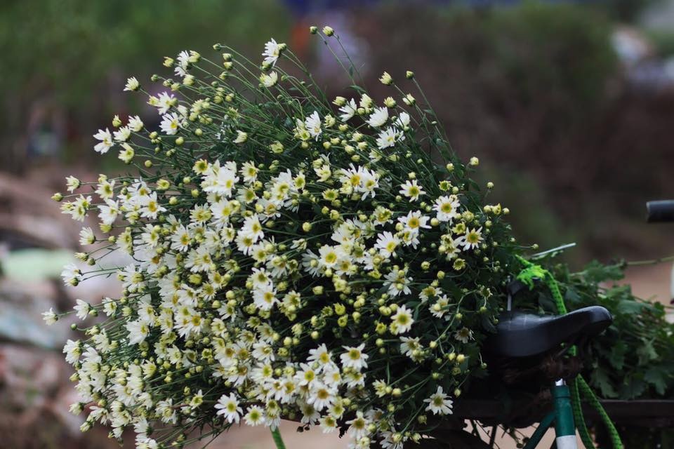 Hoa cuc hoa mi anh 60