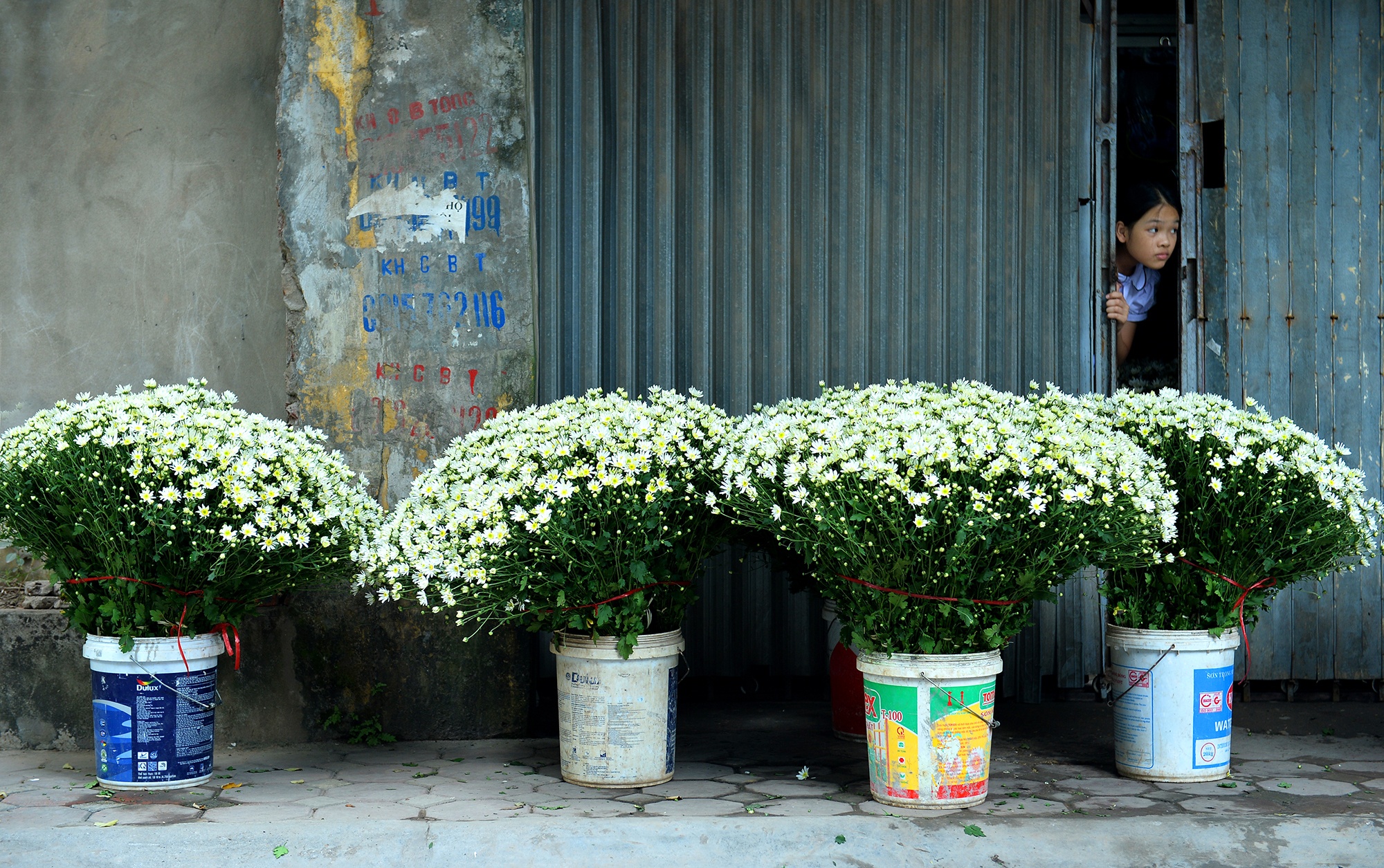 Hoa cuc hoa mi anh 61