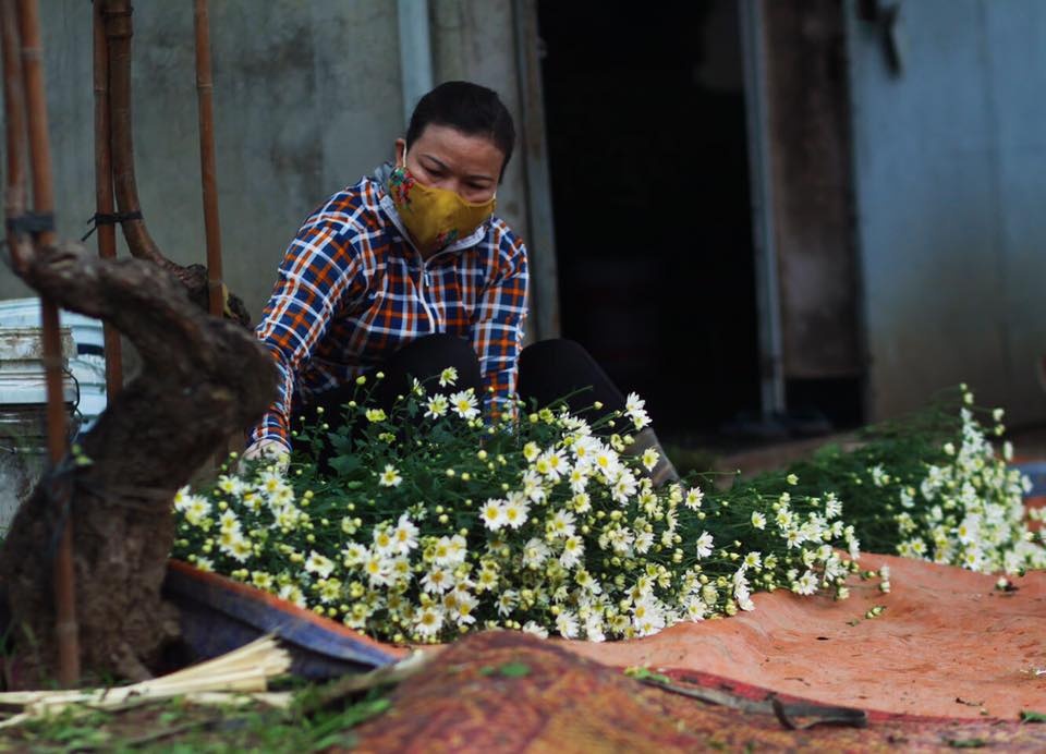 Hoa cuc hoa mi anh 62