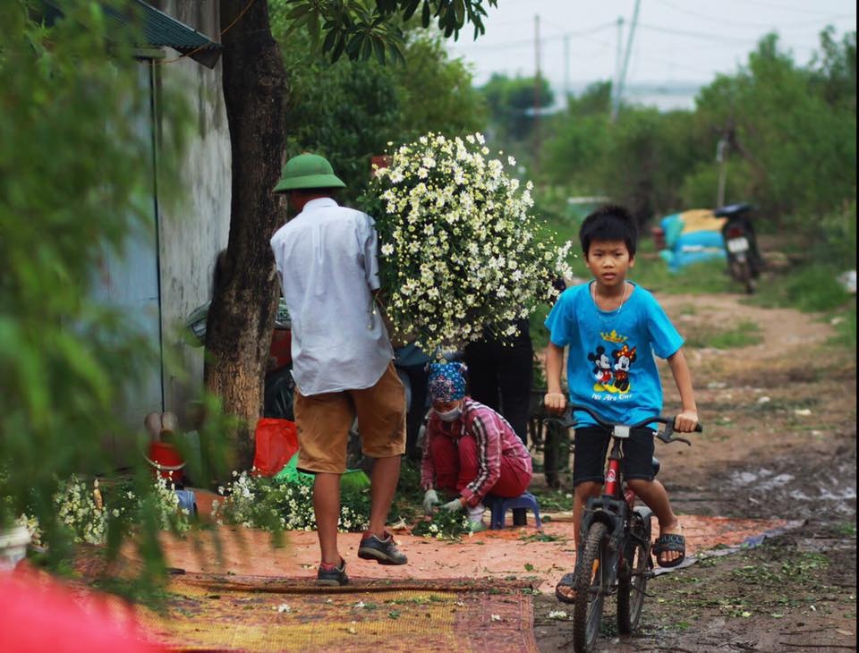 Hoa cuc hoa mi anh 63