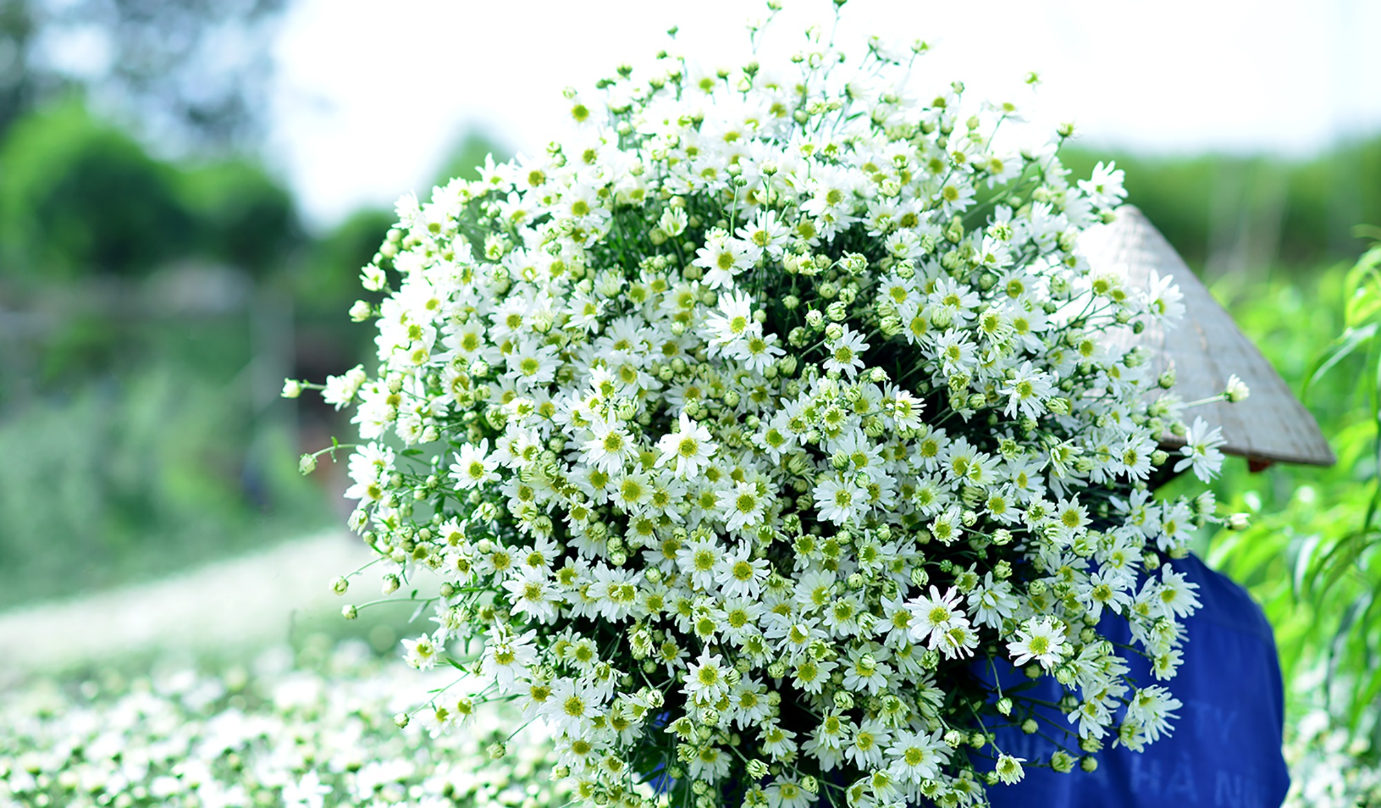 Hoa cuc hoa mi anh 46